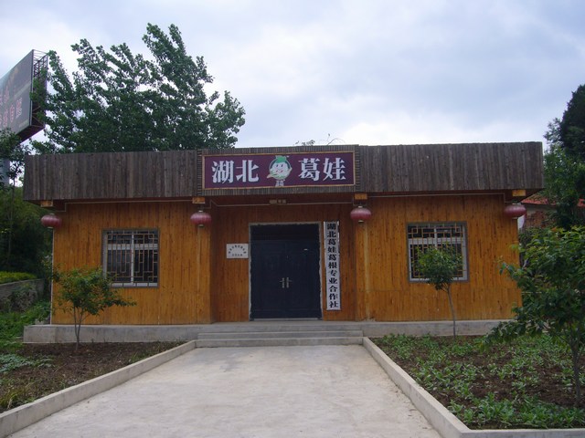 鐘祥市葛娃葛根專業合作社圖片展示